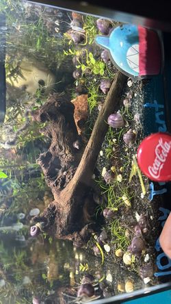 Decoration purple mystery snail