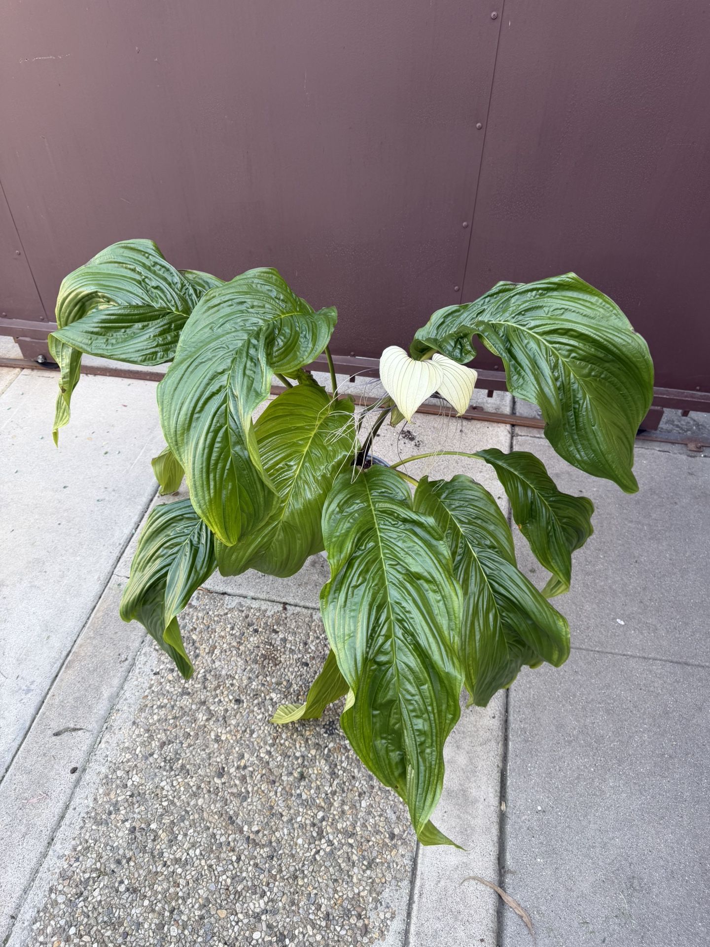 8” White Bat Flower Tacca Integrifolia W/2 Plants In The Pot Hard To Find 