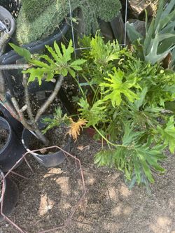 Large Philodendron 