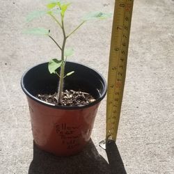 Yellow Pear Tomato Starter Plant,  Live 