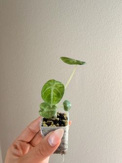 Alocasia Ninja Tricolor