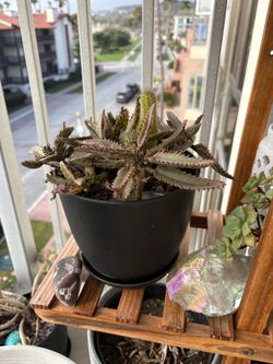 Cactus & succulent
