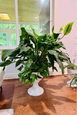 Giant 4’ x 4’ Peace Lily In Decorative White Urn Planter with Pothos