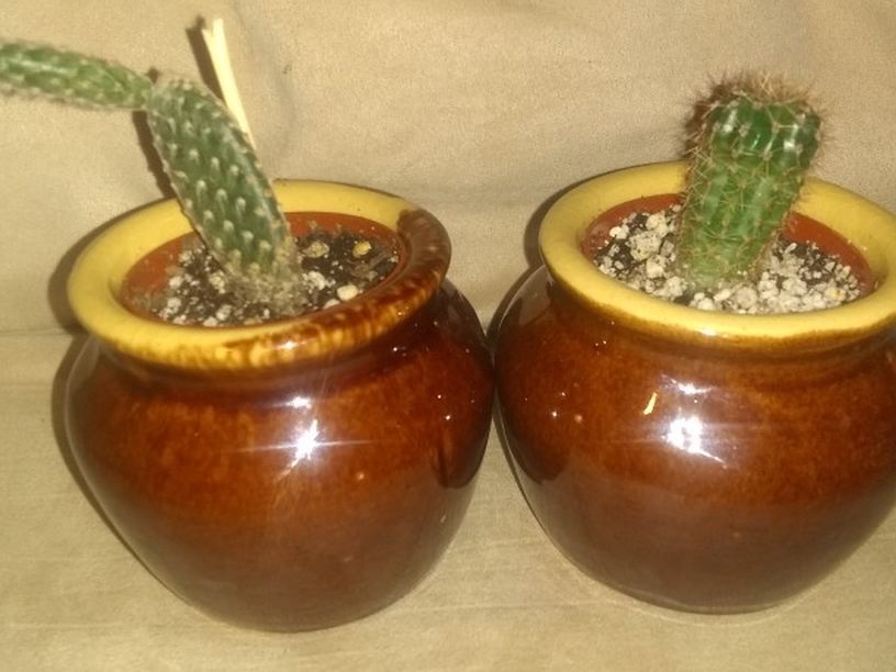 Cactus