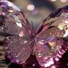 🦋🦋🦋