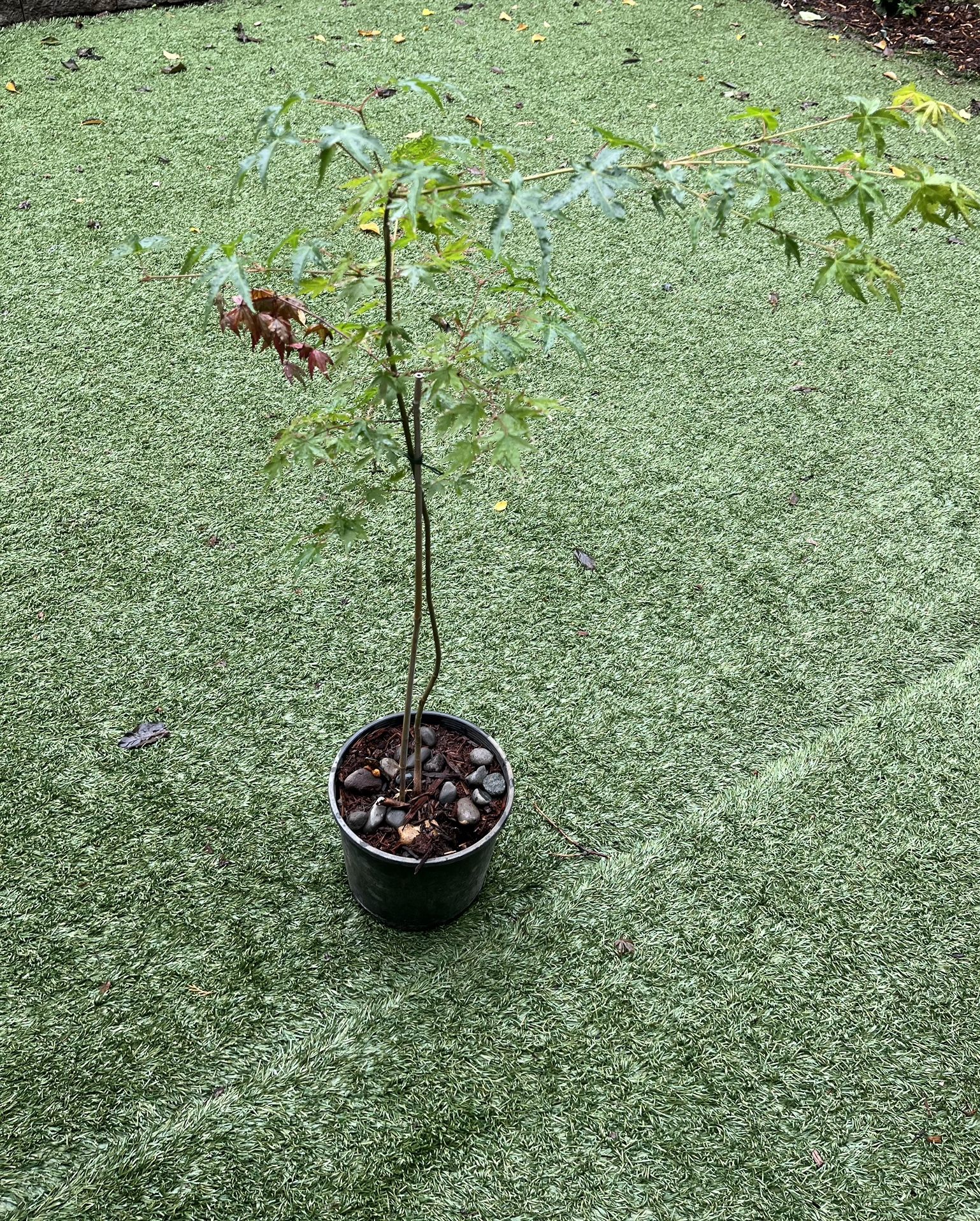 Japanese Maples