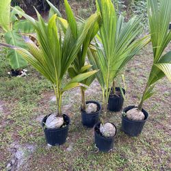 Coconut Plant 