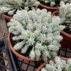 Euphorbia Corn Succulent 