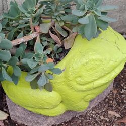 FREE Cute frog planter & succulent with tall purple flower