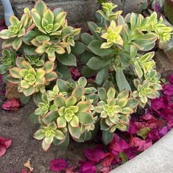 Succulent Flower Cuttings