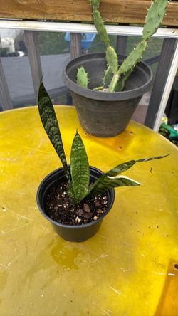 Snake plants, Zeylanica