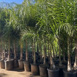 Queen Palm Trees- 15 Gallon Size- Approximately 6-8 Feet Tall 