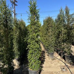 Eugenia Privacy Hedge