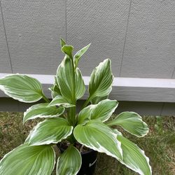 Hostas Perennial Plants.