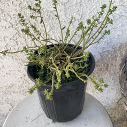 1 Gallon Pot Succulent Plant - Rare Japanese Sedum Orostachys Fimbriata - Rooted & Established - Drought Resistant 🪴