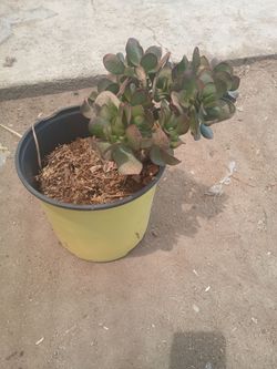 I gallon jade plant
