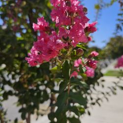Still In Blooming. About 6 To 7ft Or So 