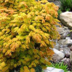 ‘Moonrise’ Full Moon Japanese Maple Trees —