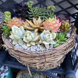 Succulent Arrangement Hanging Baskets Made Upon Order