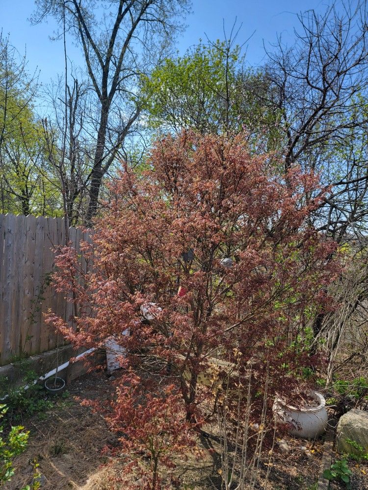Japanese Maple. 10 Ft. BEST OFER 👌 👍 😍