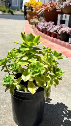 Aeonium Florence in 1 gallon