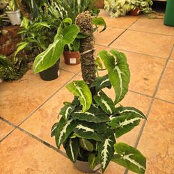 Syngonium podophyllum "Wendlandii' toten