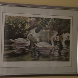 Framed Swan Print