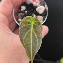 Variegated Regal Shield Alocasia