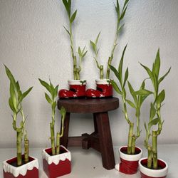 Lucky Bamboo Plants -Christmas Vases With Plants.($5 each )