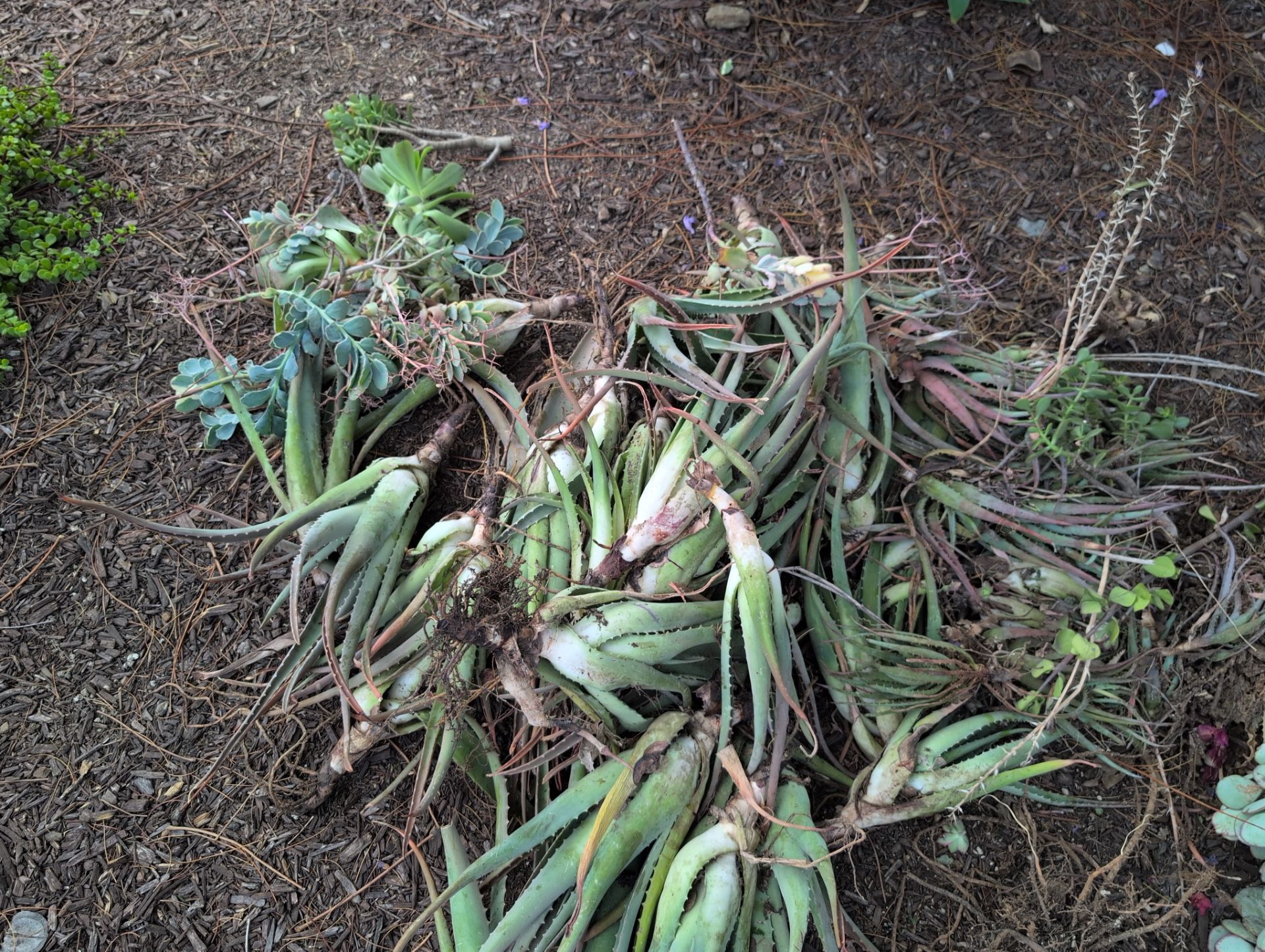 Free succulents