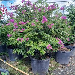 Big sale now bougainvellia trees on sale now $110
