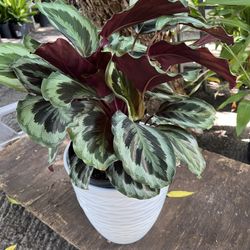 Calathea Medallion In 3 gls Pot. (the White Pot Not Included)SPECIAL PRICE🤩