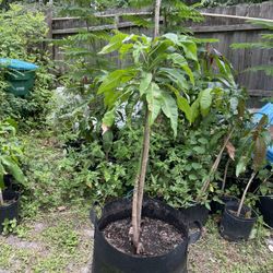 Fruit Trees/ Flamboyant Tree For Sale