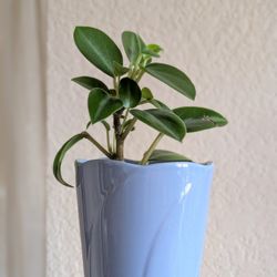 Healthy Beautiful Indoor Plant(Peperomia)