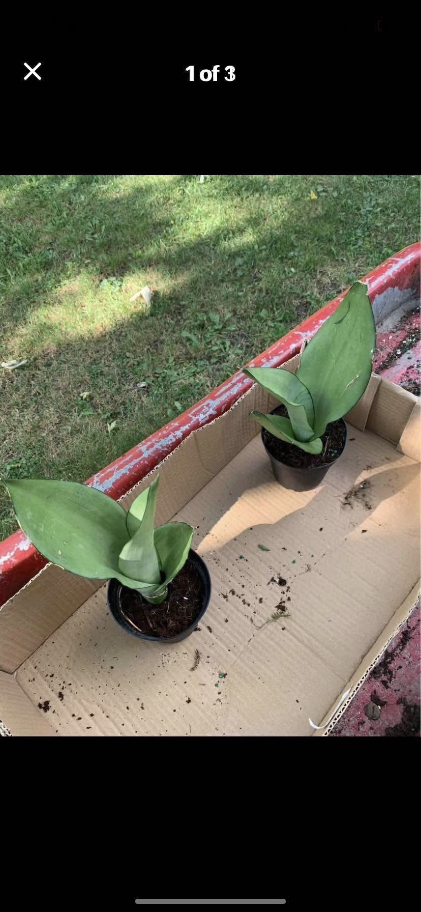 Moonshine Snake Plant!! $12 Each!!