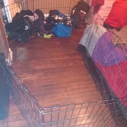 Dog Cage