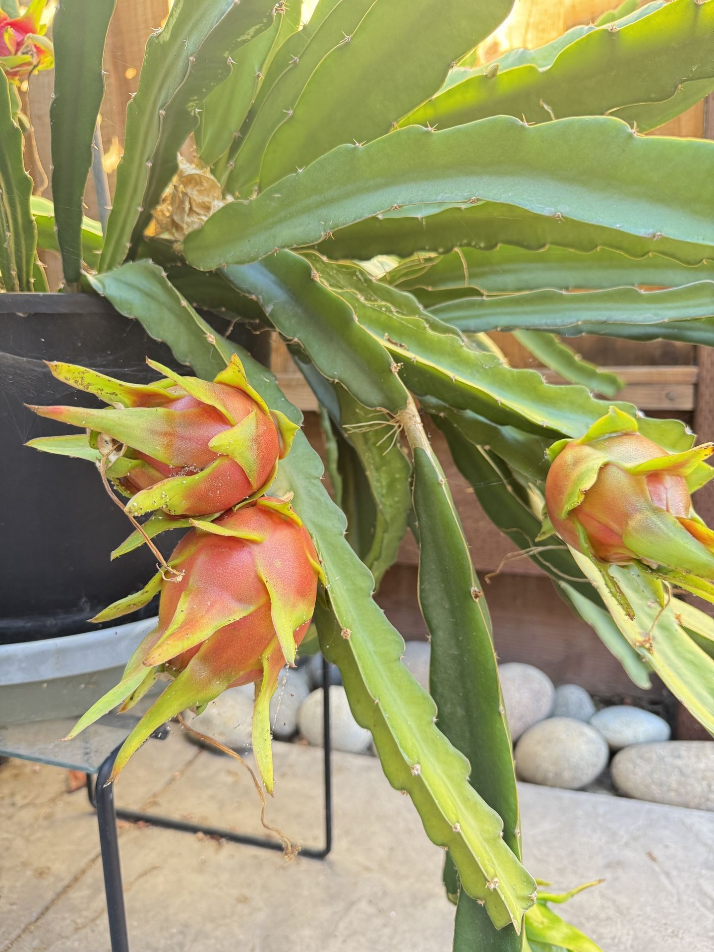 Organi Sweet And Juicy Dragon Fruits Plants In Pot