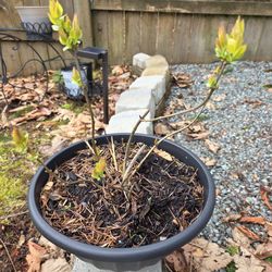 Scented Lilac-perennial