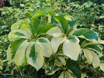 Trinette arboricola  privacy hedge plants 7gl $16