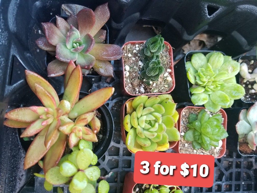 VALENTINES SUCCULENT SALE THIS SATURDAY 2/6 SAN LORENZO