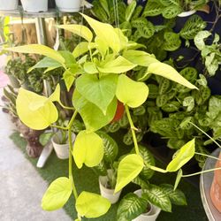 Plants (6”pot🌿Neon pothos $15)