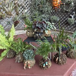 Kokedama’s : Assorted Plants 