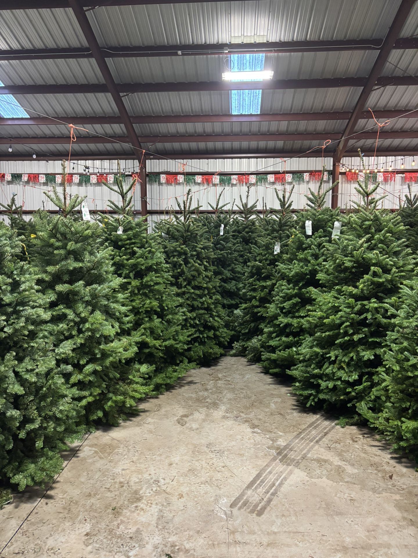 Christmas Tree Delivery & Setup