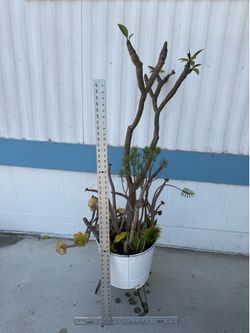Large Potted plumeria and Succulent Plant Arrangement