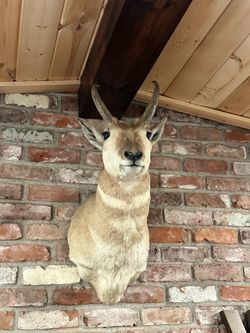 Pronghorn mount