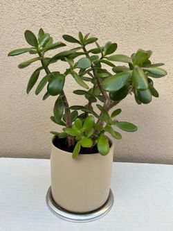 Ceramic 14" Jade Plant 🪴Positive Energy 💕