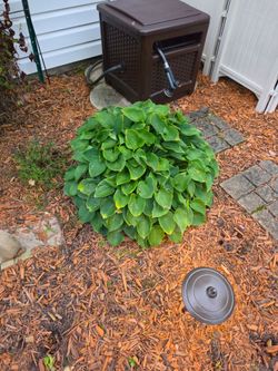Hostas - large size