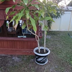 Corn plant
Dracaena.