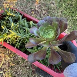Succulents And Climbing Alo