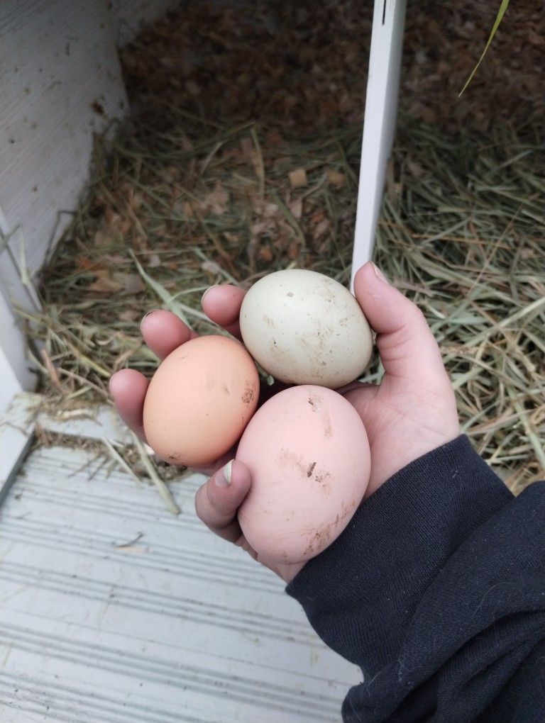 Fresh Eggs